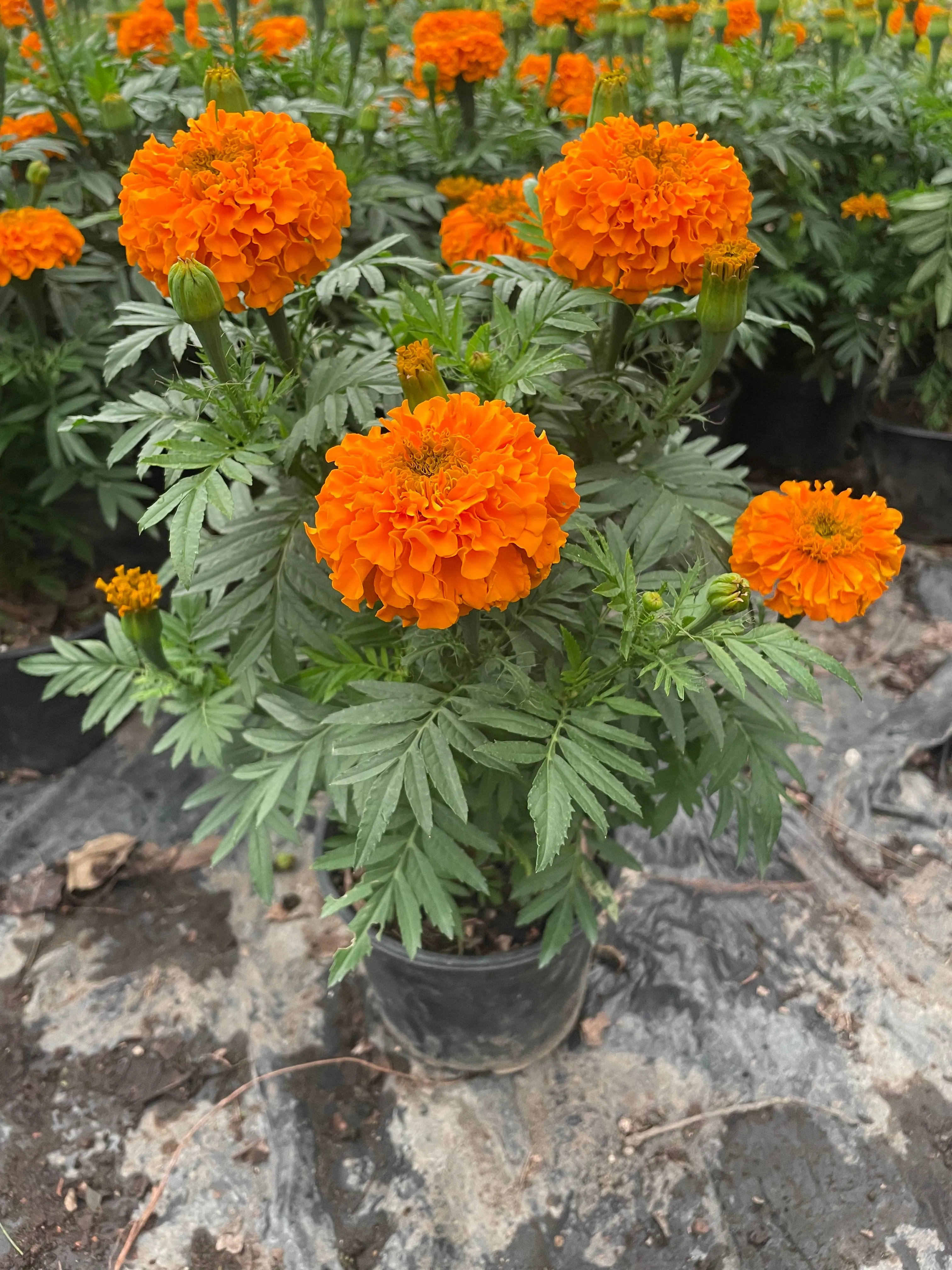 Cempasúchil Marigold 6