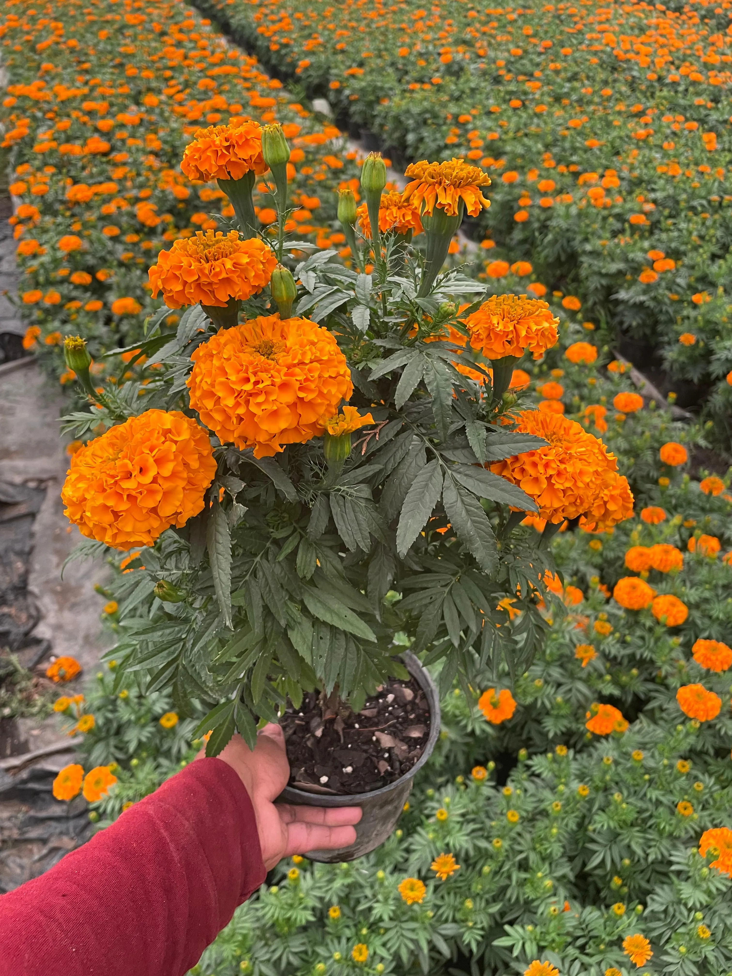 Cempasúchil Marigold 6