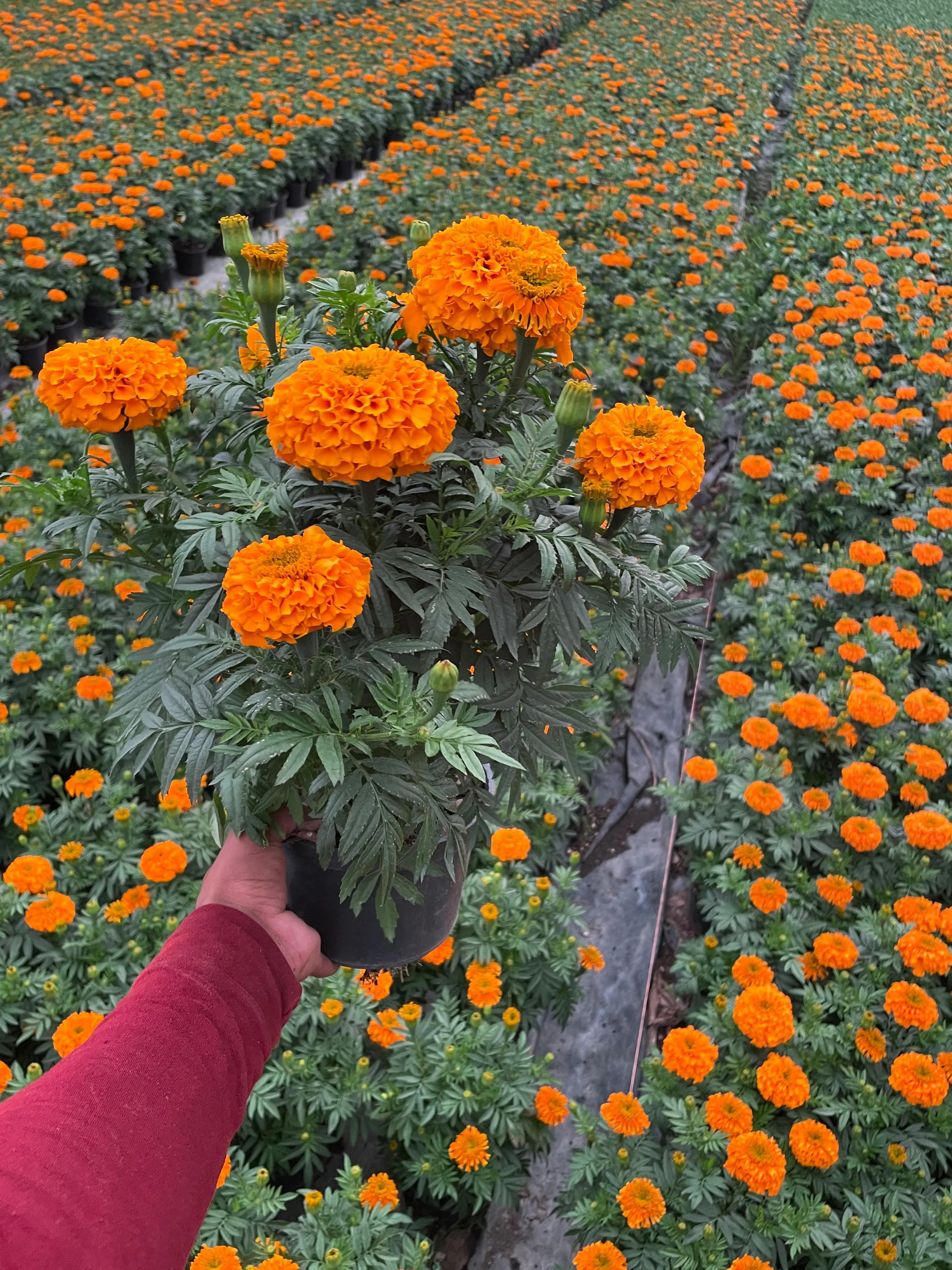Cempasúchil Marigold 6